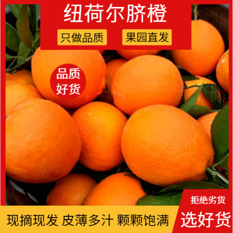 【好货推荐】纽荷尔脐橙果园看货农户直接对接