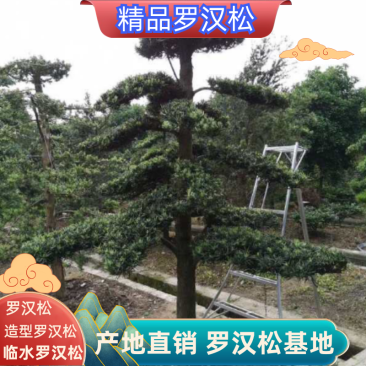 精品罗汉松，造型罗汉松，临水罗汉松，罗汉松基地