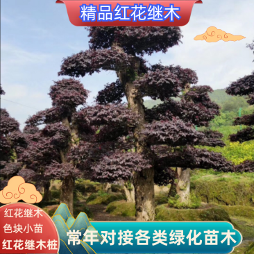 红花继木，精品红花继木，色块小苗，红花继木桩