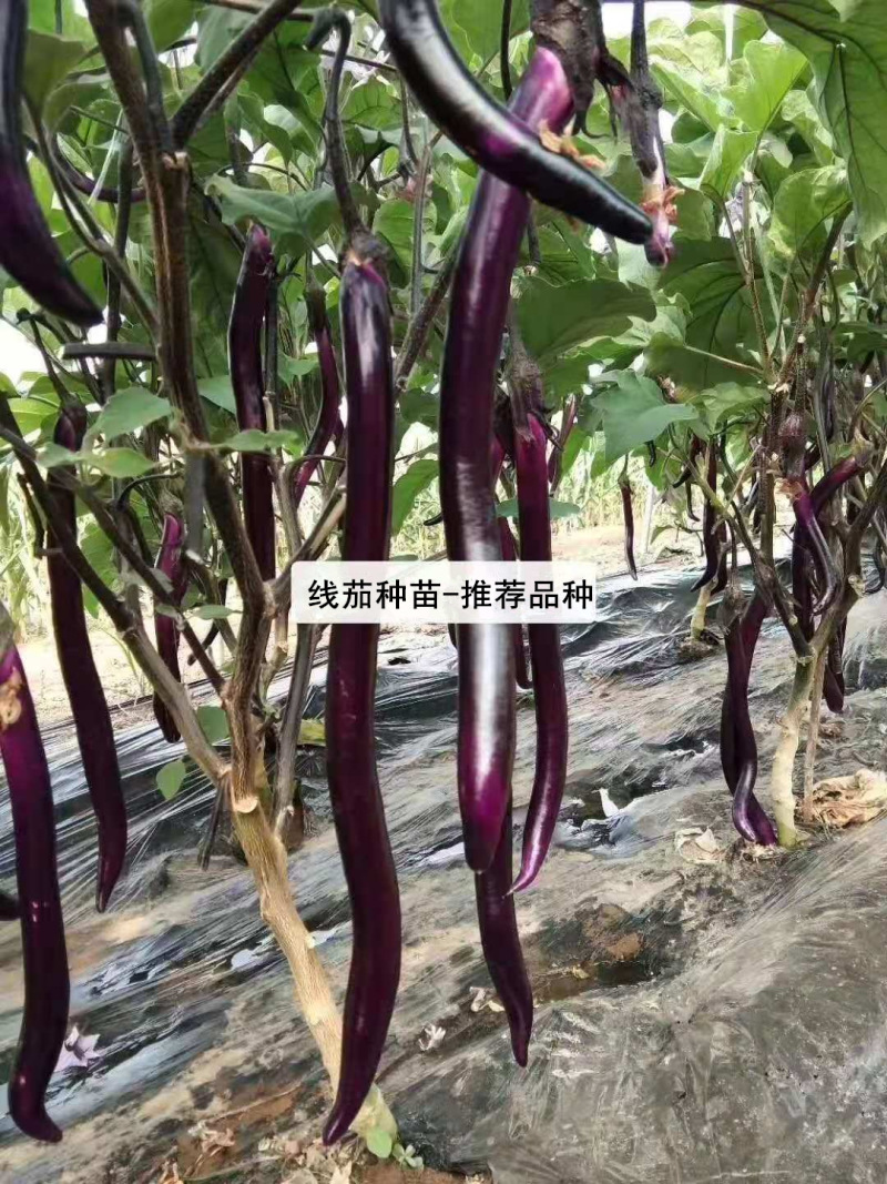 杭茄种苗线茄苗嫁接杭茄2010苗紫红皮长线茄子苗