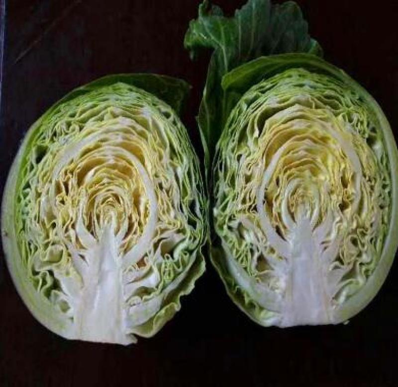 包菜种苗包菜苗卷心菜苗耐寒大头菜苗甘蓝苗厂家直供