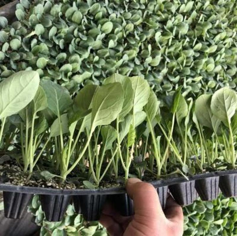 包菜种苗包菜苗卷心菜苗耐寒大头菜苗甘蓝苗厂家直供