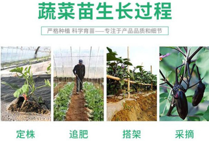 螺丝椒苗陇椒苗耐寒大果螺丝椒苗线椒苗泡椒苗辣妹子品种