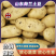 山东荷兰十五土豆一手货源产地直供量大从优欢迎选购