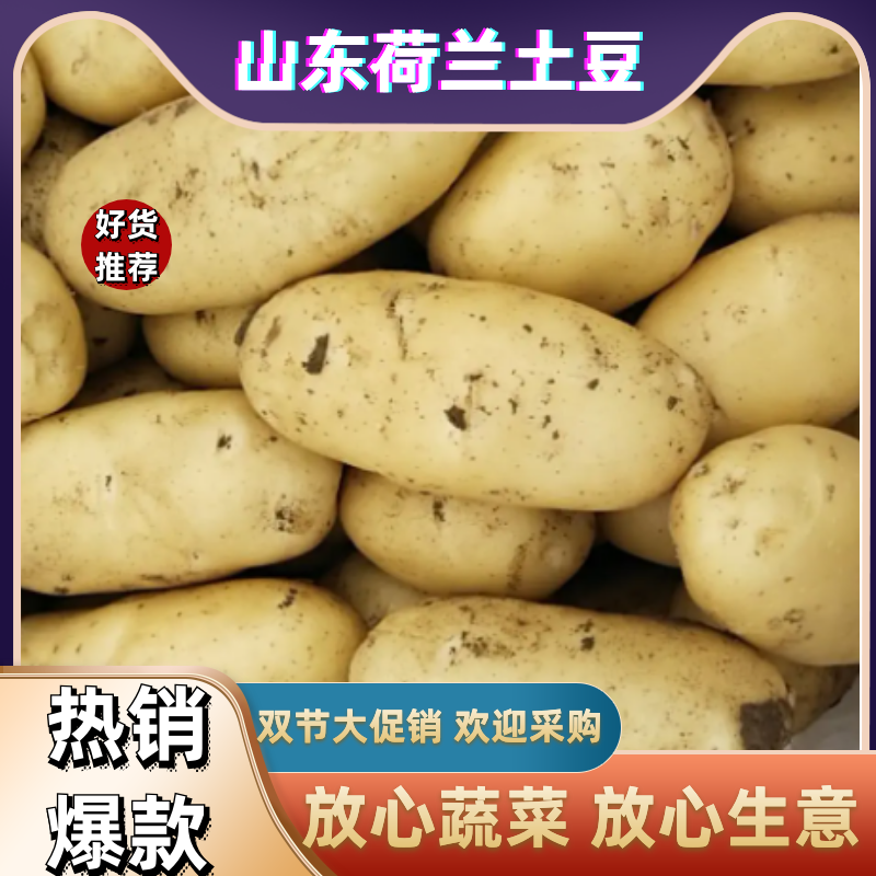 山东荷兰十五土豆一手货源产地直供量大从优欢迎选购