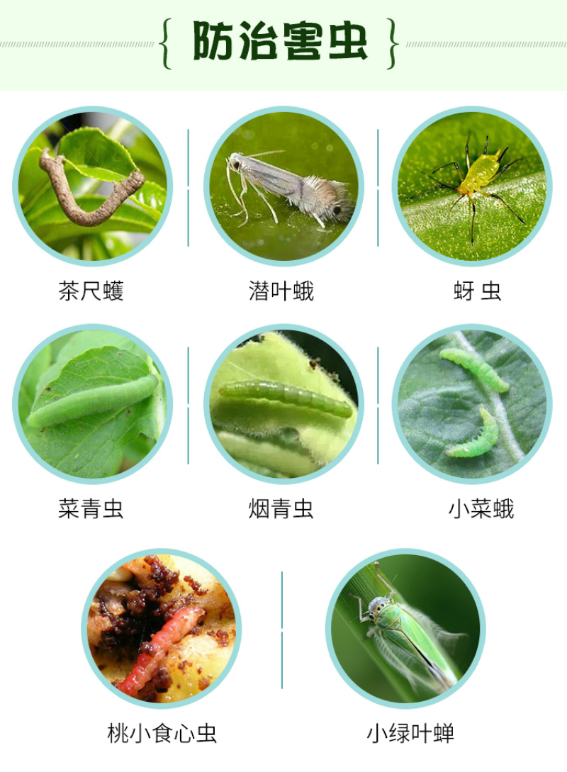 地老虎菜青虫潜叶蛾天牛白蚁食心虫10%功夫高效氯氟氰菊酯