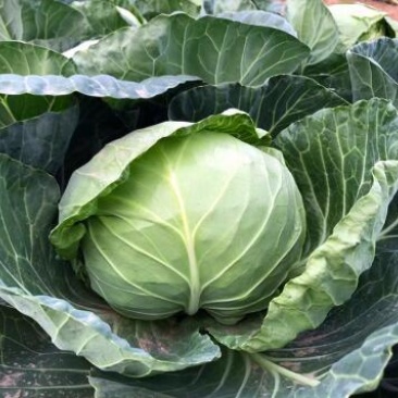 耐寒甘蓝苗大头菜苗紫甘蓝苗包菜苗越冬批发品种