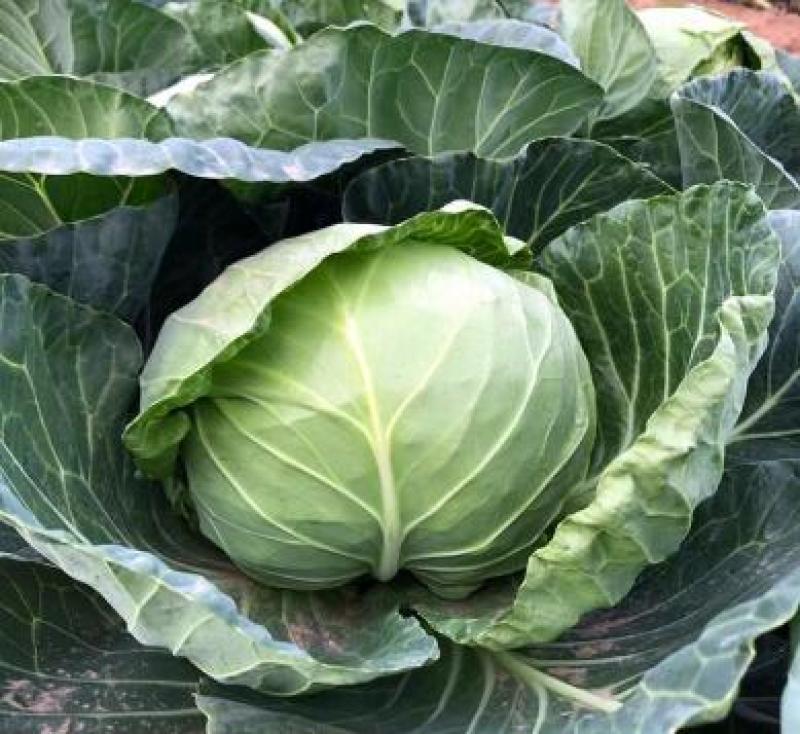 耐寒甘蓝苗大头菜苗紫甘蓝苗包菜苗越冬批发品种