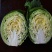 耐寒甘蓝苗大头菜苗紫甘蓝苗包菜苗越冬批发品种