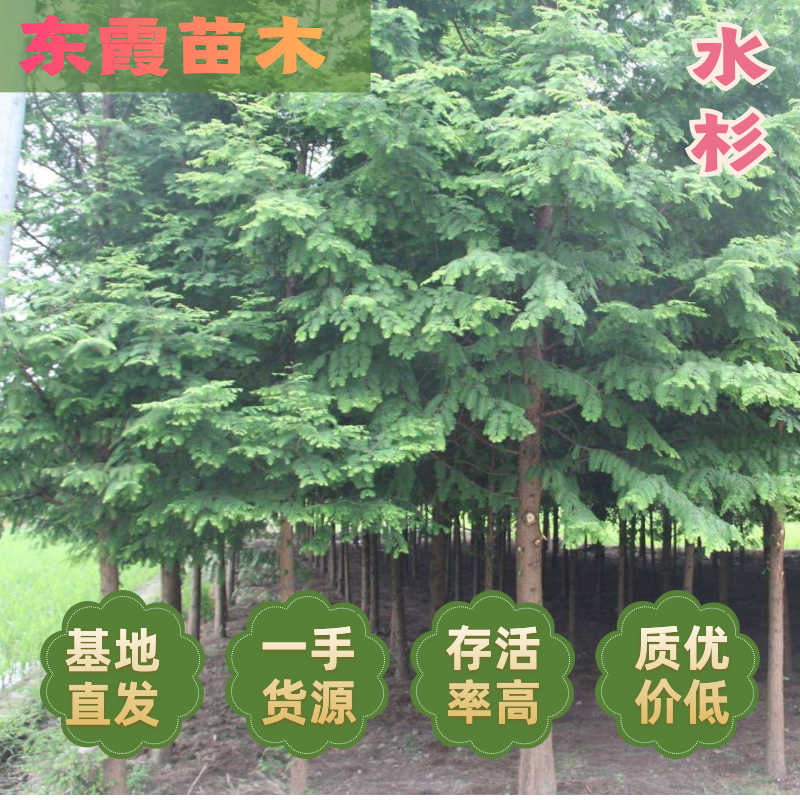 水杉水杉苗水杉新苗自家苗圃东台水杉