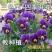 三色堇种子角堇食用花堇猫脸花籽混合色花装饰蔬菜种孑