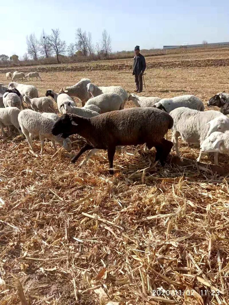 山西绒山羊土生土长的山羊实地考察全程一条龙服务
