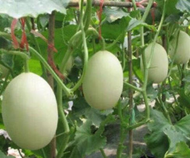 东方蜜甜瓜苗久红瑞玉菇甜瓜苗嫁接甜瓜苗苗厂直销