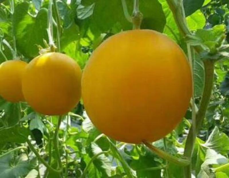 东方蜜甜瓜苗久红瑞玉菇甜瓜苗嫁接甜瓜苗苗厂直销