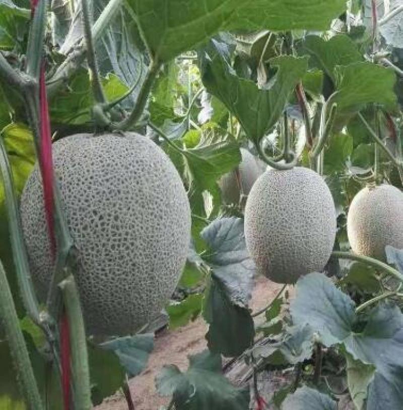 哈密瓜甜瓜苗嫁接甜瓜苗坐果率高网纹瓜种苗价格便宜