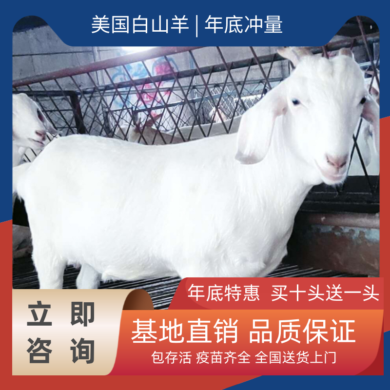 白山羊小羊羔种公羊养殖纯种美国白山羊怀孕母羊多胎繁殖羊