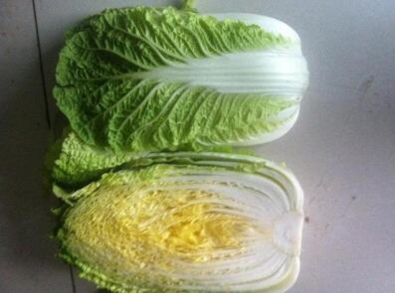 大白菜苗越冬耐寒大白菜种苗白菜苗代育