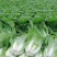 大白菜苗越冬耐寒大白菜种苗白菜苗代育