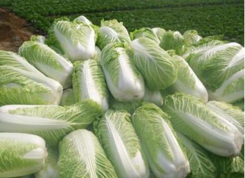 大白菜苗越冬耐寒大白菜种苗白菜苗代育
