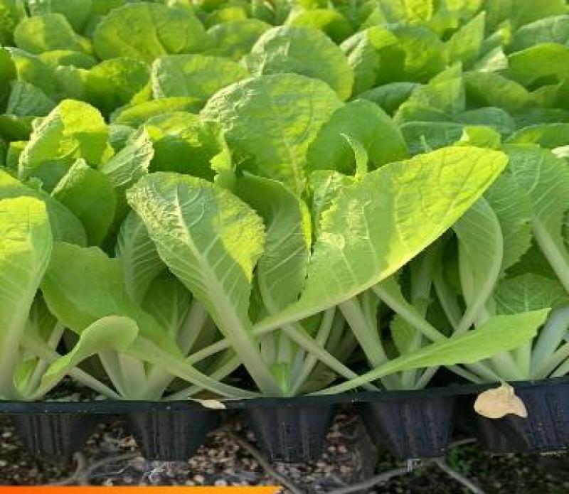 大白菜苗越冬耐寒大白菜种苗白菜苗代育