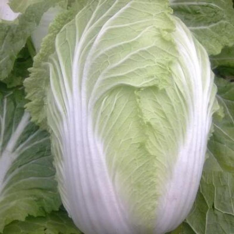 大白菜苗越冬耐寒大白菜种苗白菜苗代育