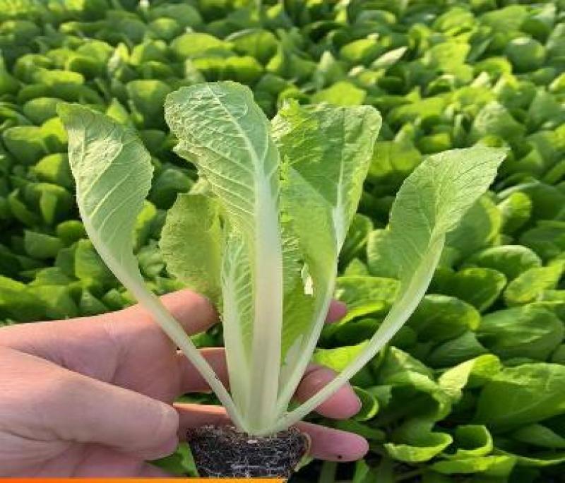 大白菜苗越冬耐寒大白菜种苗白菜苗代育