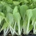大白菜苗越冬耐寒大白菜种苗白菜苗代育