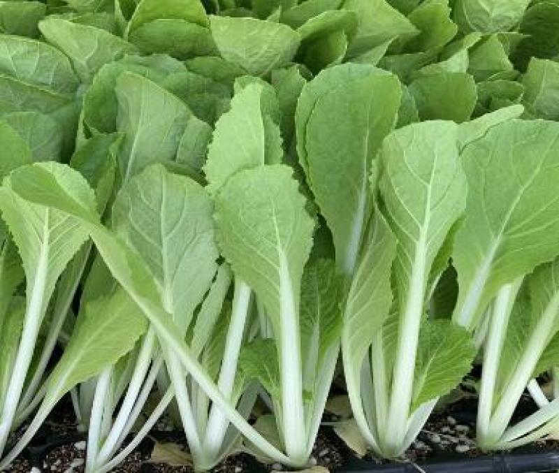 大白菜苗越冬耐寒大白菜种苗白菜苗代育