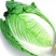 大白菜苗越冬耐寒大白菜种苗白菜苗代育