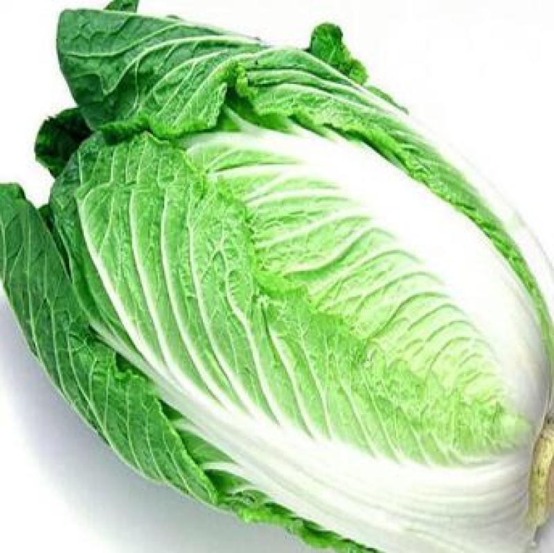 大白菜苗越冬耐寒大白菜种苗白菜苗代育