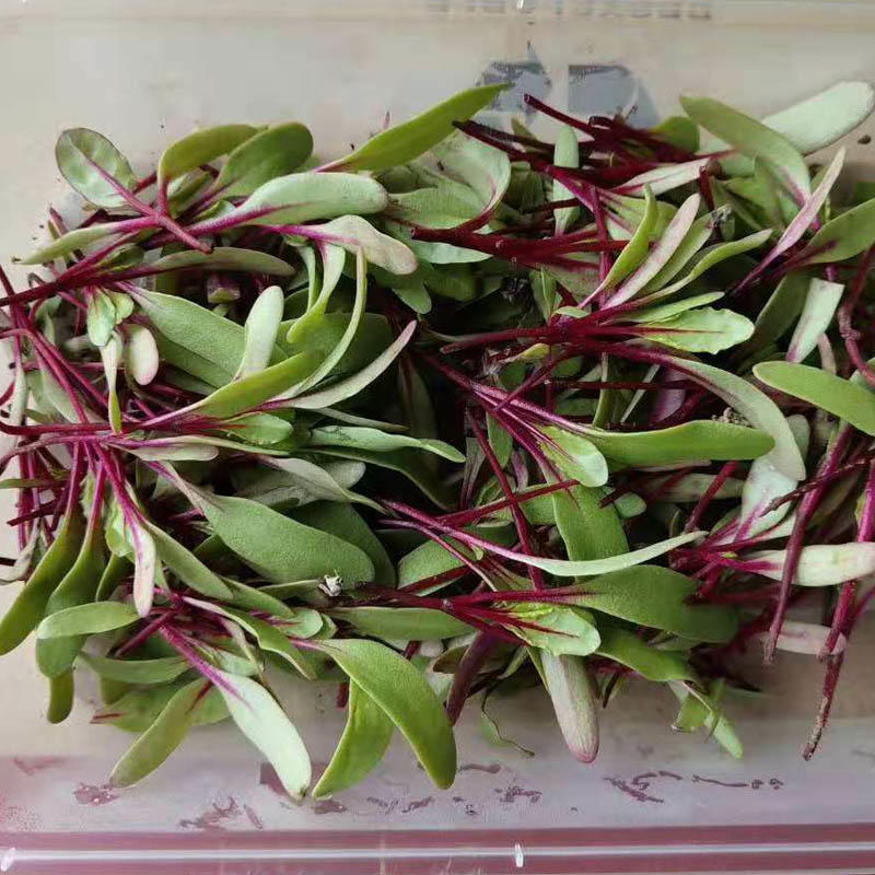 甜菜苗种子紫菜头甜菜芽种籽红梗苗食用摆盘蔬菜