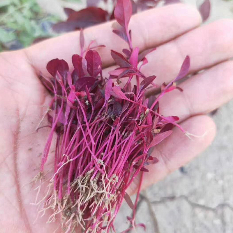 火红苗种子芽菜籽微叶菜种子根沙拉菠菜高端芽苗菜