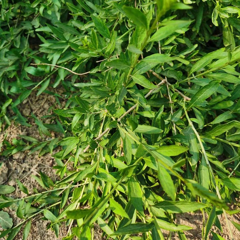 叶用枸杞种苗枸杞头吃叶煲汤枸杞芽头种子枸杞叶籽菜枸杞苗