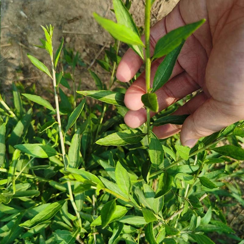 叶用枸杞种苗枸杞头吃叶煲汤枸杞芽头种子枸杞叶籽菜枸杞苗