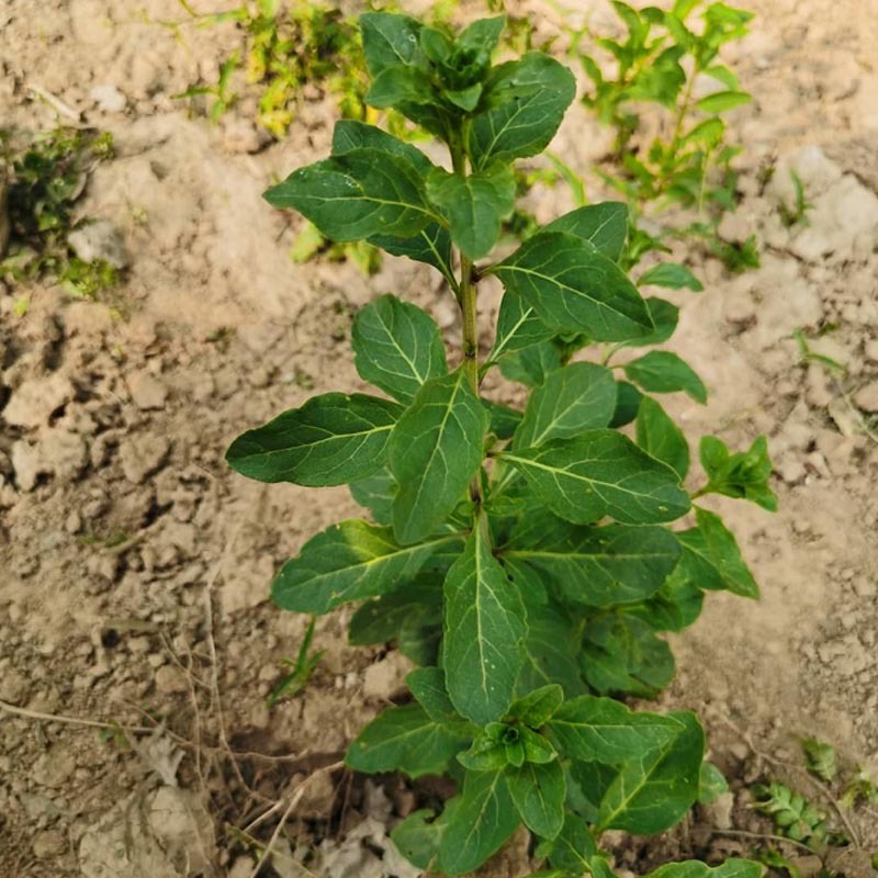 叶用枸杞种苗枸杞头吃叶煲汤枸杞芽头种子枸杞叶籽菜枸杞苗