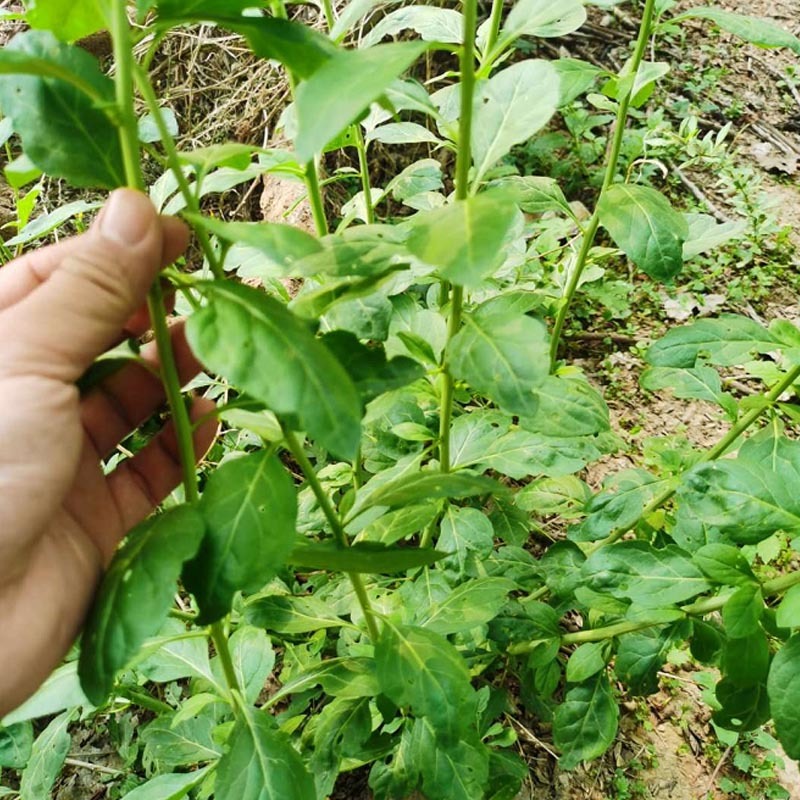 叶用枸杞种苗枸杞头吃叶煲汤枸杞芽头种子枸杞叶籽菜枸杞苗