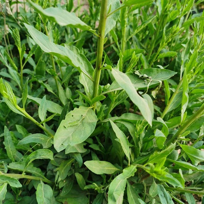 叶用枸杞种苗枸杞头吃叶煲汤枸杞芽头种子枸杞叶籽菜枸杞苗