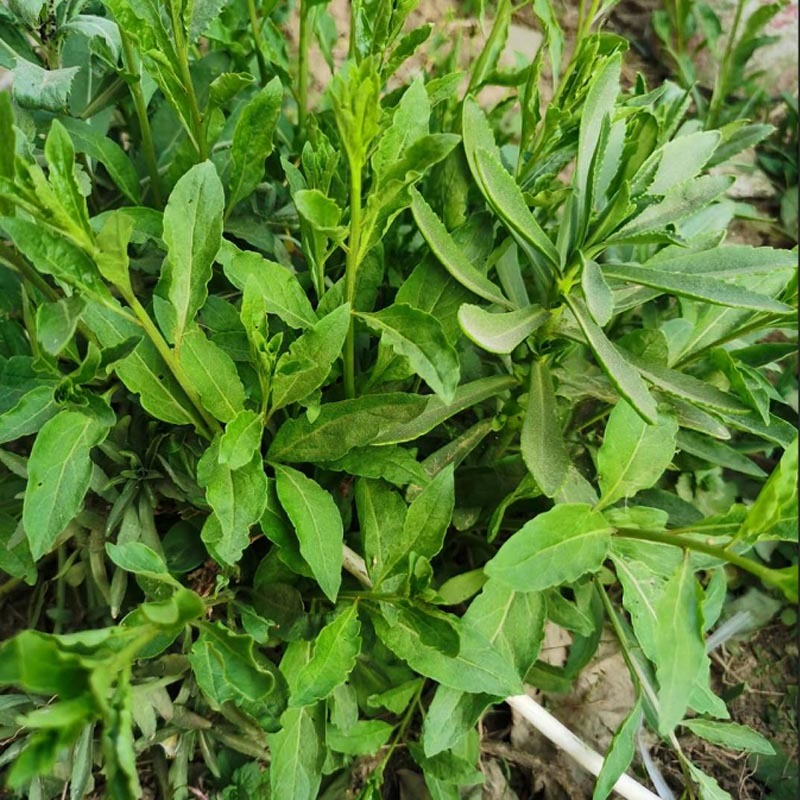 叶用枸杞种苗枸杞头吃叶煲汤枸杞芽头种子枸杞叶籽菜枸杞苗