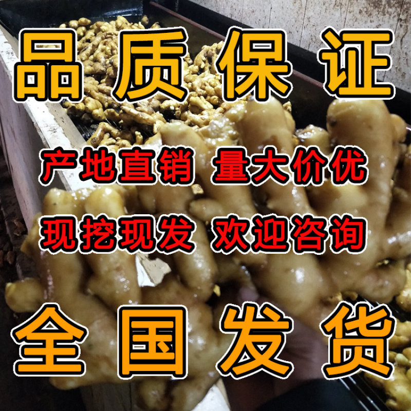 大黄姜山东大黄姜产地供货【一手货源】品质保证实力代办