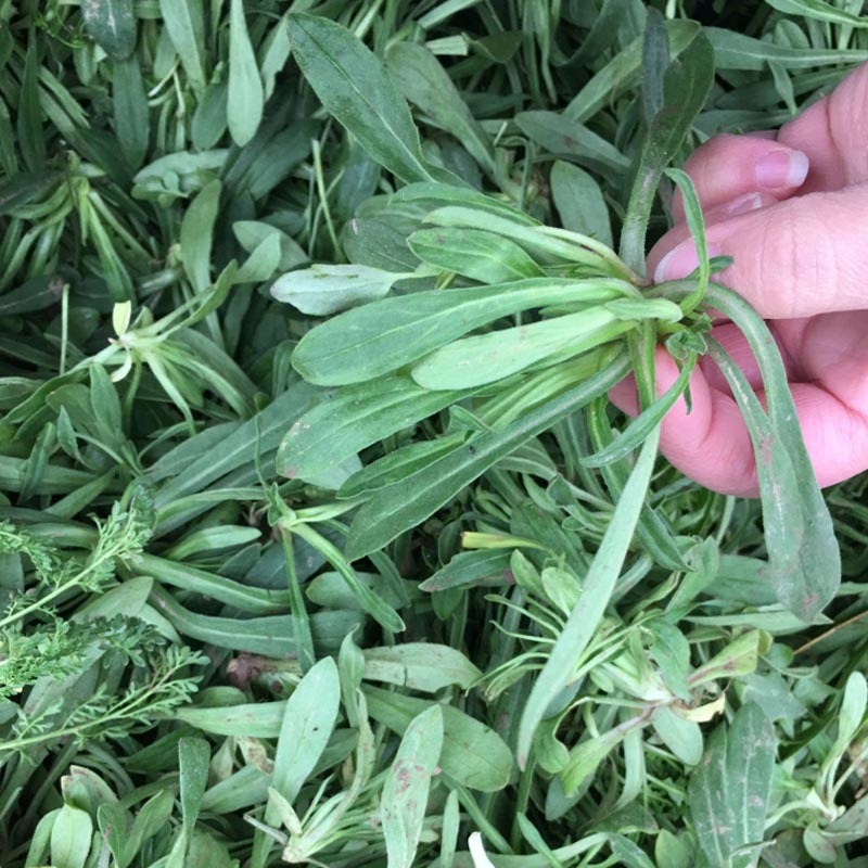 面条菜种子面条棵种籽麦瓶草籽野菜种炒菜做汤包包子春秋种植