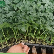 丝瓜苗荷兰中绿丝瓜苗耐寒丝瓜苗无棱丝瓜苗苗厂直销