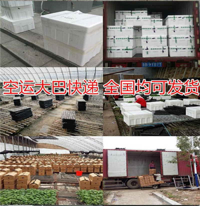 丝瓜苗荷兰中绿丝瓜苗耐寒丝瓜苗无棱丝瓜苗苗厂直销