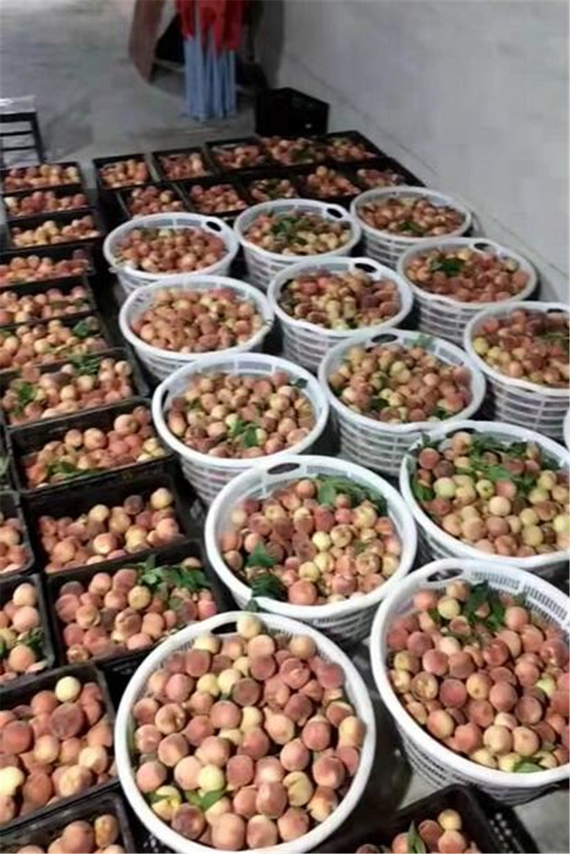 塑料周转筐网眼蔬菜筐-塑料框
