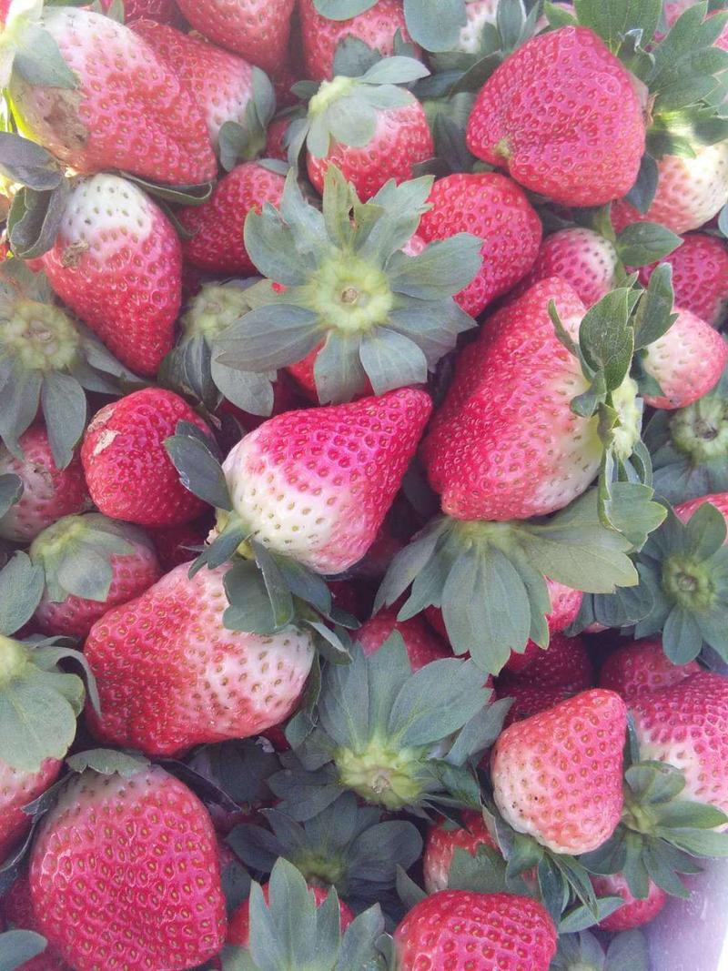 【量大价优】四川凉山99奶油草莓，天然成熟，质量好，欢迎批发