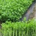 芹菜苗法国皇后芹菜苗进口西芹芹菜苗笨芹菜苗苗厂直销