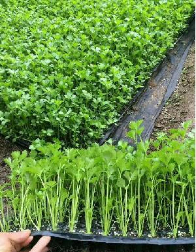 芹菜苗法国皇后芹菜苗进口西芹芹菜苗笨芹菜苗苗厂直销