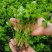 芹菜苗法国皇后芹菜苗进口西芹芹菜苗笨芹菜苗苗厂直销