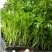 芹菜苗法国皇后芹菜苗进口西芹芹菜苗笨芹菜苗苗厂直销