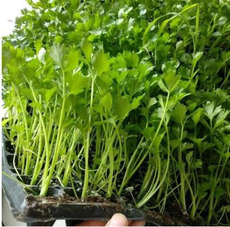 芹菜苗法国皇后芹菜苗进口西芹芹菜苗笨芹菜苗苗厂直销