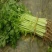 芹菜苗法国皇后芹菜苗进口西芹芹菜苗笨芹菜苗苗厂直销